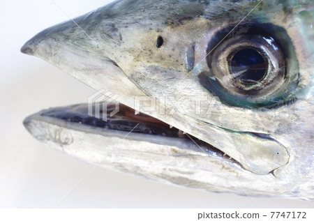 Sawala (Japanese horse mackerel) 7747172
