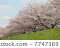 Sakura of Ayase River March, 2011 7747369