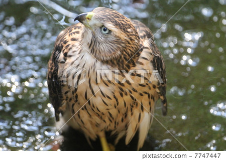 Yorotaka's young bird Yorotaka's young bird 7747447