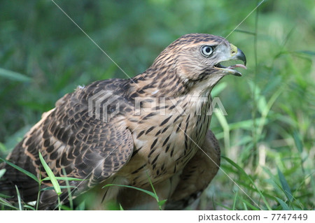 Yorotaka's young bird 7747449