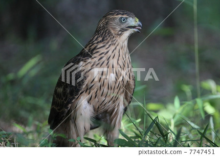 Yorotaka's young bird Yorotaka's young bird 7747451