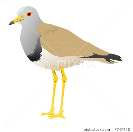 Keli's illustration 7747458
