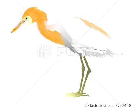 Amazagi的插圖 7747460