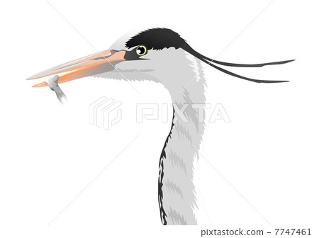 Illustration of a face-up of a heron Illustration of a face-up of a heron 7747461