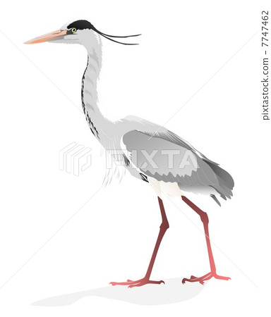 Illustration of the Hawthorn 7747462