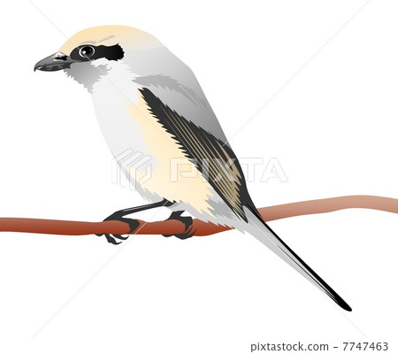 拖把的插圖 7747463