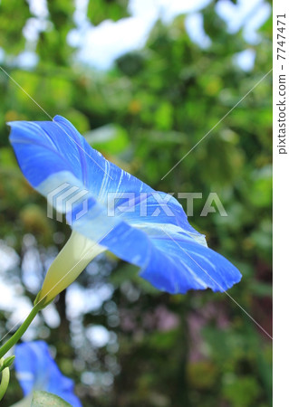 Western morning glory 7747471