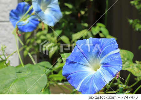 Western morning glory Western morning glory 7747476