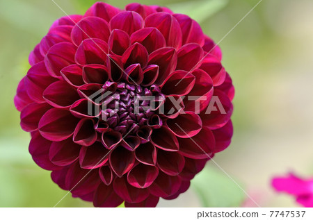 Dahlia Dahlia 7747537