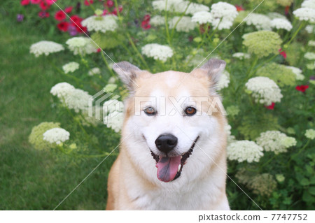 Dog and White Lace Flower 7747752
