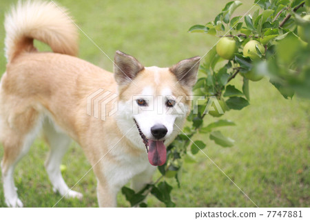 Dogs and apples 7747881