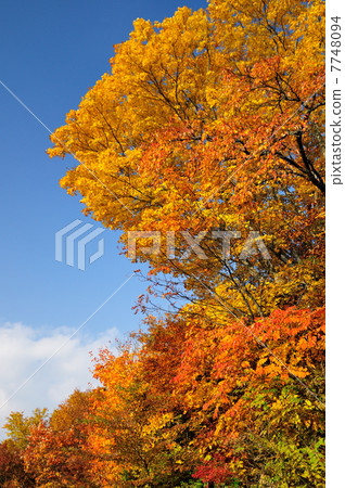 Autumn leaves of Oyama, Tottori Prefecture Autumn leaves of Oyama, Tottori Prefecture 7748094