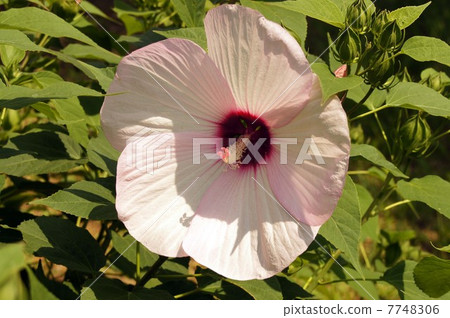 Great flower of American fly 7748306