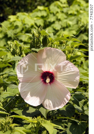 Great flower of American fly 7748307