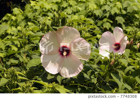 偉大的美國飛花 7748308