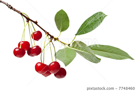 Cherry brunch with leaves 7748460