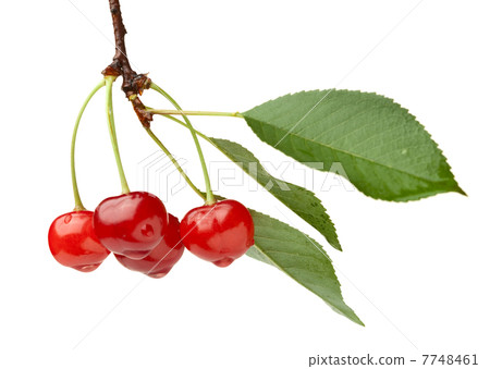 Early dew on cherry brunch Early dew on cherry brunch 7748461