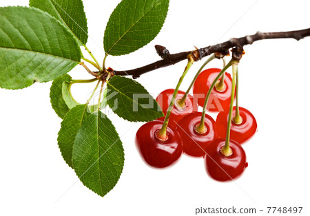 Close up of red cherry branch 7748497
