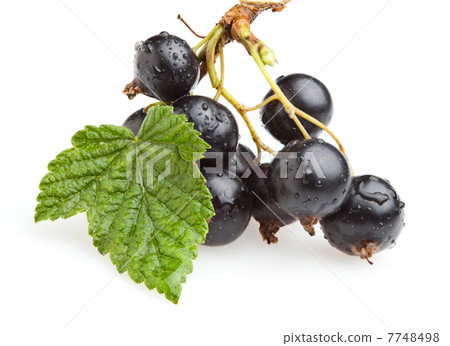 Bunch of black currant berries Bunch of black currant berries 7748498