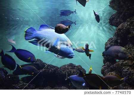 拿破崙魚 7748570