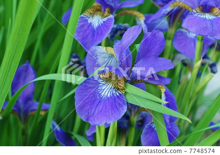 Flower of horizontal flower with lateral position of flower · petal at the base of early summer pattern 7748574