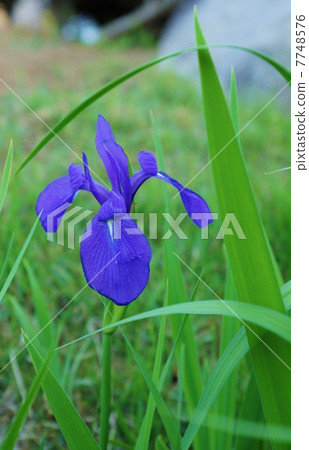 Flowers of early summer flowers · petals with white eyed pattern with flowers · Vertical position slightly up 7748576