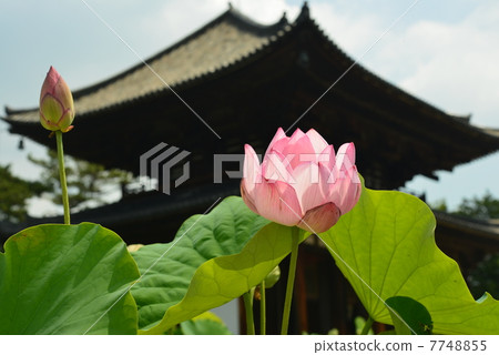 Yoshimitsutera Yoshimitsutera 7748855