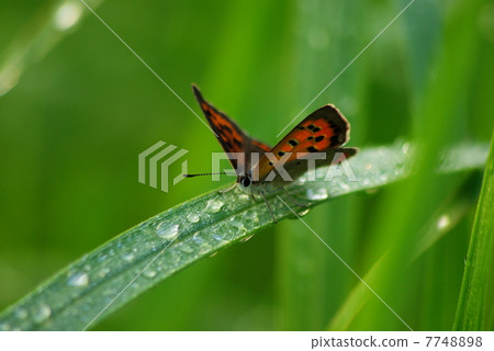 Benish squirrel that stops on the grass leaves wet in dew (lateral position) 7748898