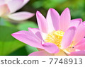 Kikoji Buddha 7748913