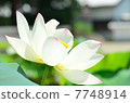 Kikoji Buddha 7748914