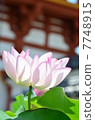 Kikoji Buddha 7748915