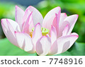 Kikoji Buddha 7748916