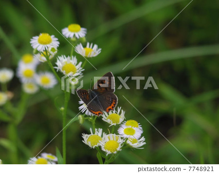 Benish squirrel that stops on the flower of the fly-eye flower (lateral position) 7748921