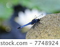 Water lily of Shikokoji and Shicharatombo 7748924