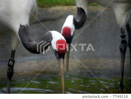 Dansha起重機（後樂園） 7749310