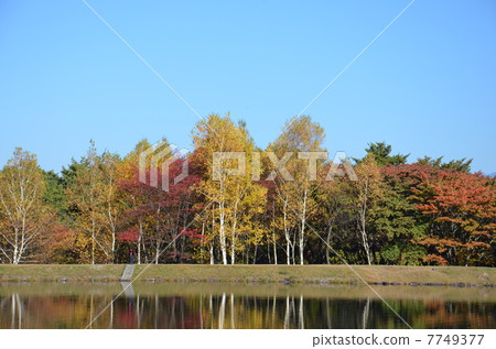 藍天，秋葉和池塘 7749377