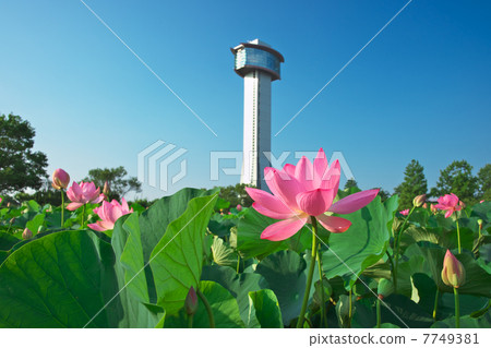 Gyoda Ancient lotus 7749381