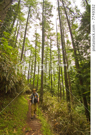 Hiker walking along the mountain path of the forest zone 7749382