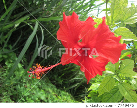 Hibiscus 7749476