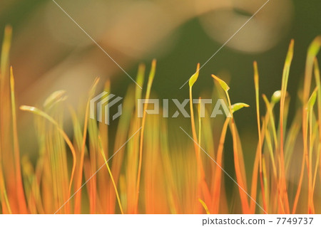 A talk of moss A talk of moss 7749737