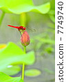 蓮花和紅蜻蜓 7749740