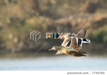 Forever with you Forever with you 7749760