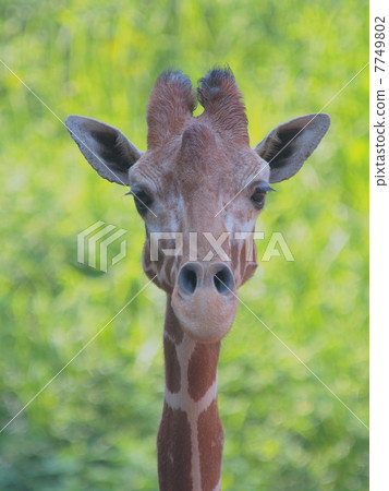 giraffe giraffe 7749802
