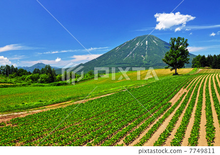 夏日的天空和羊蹄山 7749811
