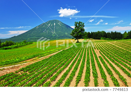 夏日的天空和羊蹄山 7749813