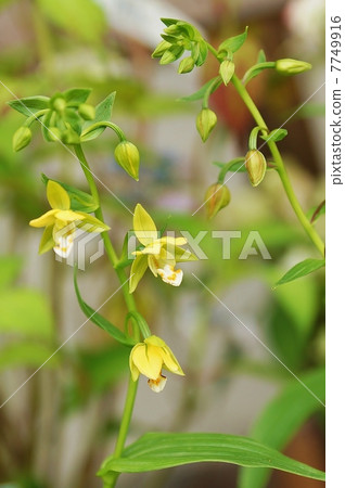 Flower of wetland · Flower of modest Kakiran · Vertical position Flower of wetland · Flower of modest Kakiran · Vertical position 7749916