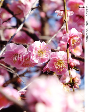 A thin pink plum blossoming in full bloom 7749959