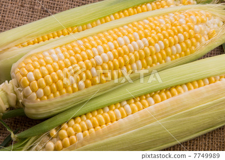 Corn 7749989