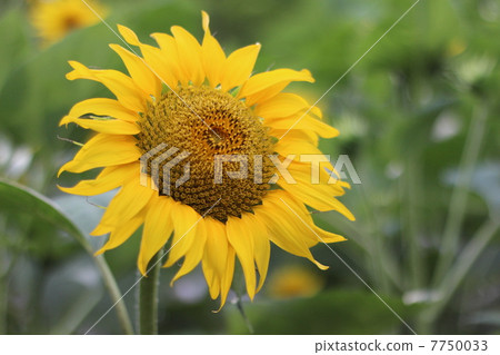 向日葵 7750033
