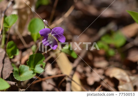 Violet Flower ~ Nioi Tachibubosumire ~ 7750053